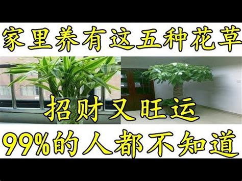 玄關招財植物